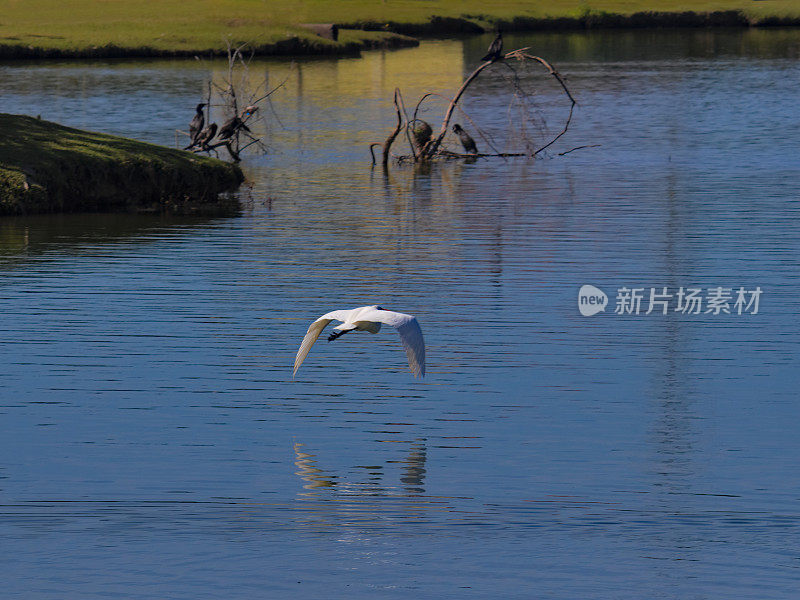 一只大白鸟，被称为大白鹭(Ardea alba)，张开翅膀在湖面上滑翔，旁边是一群鸬鹚。